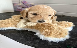 Cockapoo dogs for sale: 5 cockapoo puppy ready 13nov  - Image 9