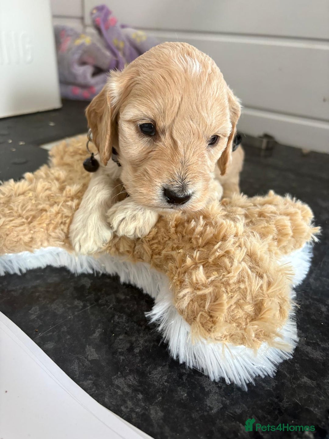Cockapoo dogs for sale: 5 cockapoo puppy ready 13nov  - Image 9