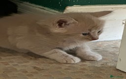 Mixed Breed cats for sale: Beautiful litter off kittens  - Image 29