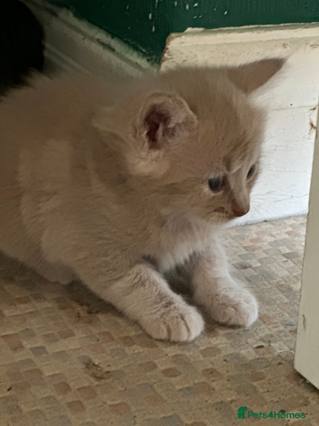 Mixed Breed cats for sale: Beautiful litter off kittens  - Image 29