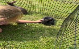 Mini Lion Lop rabbits for sale: Super friendly and loving babies - Image 13