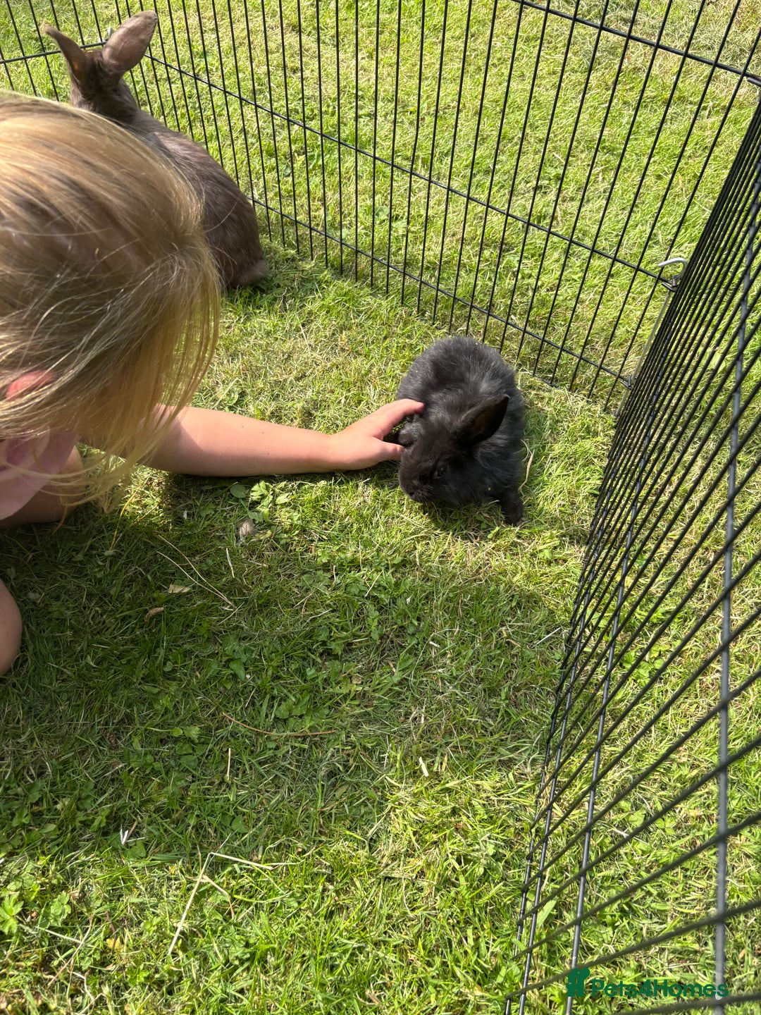 Mini Lion Lop rabbits for sale: Super friendly and loving babies - Image 13