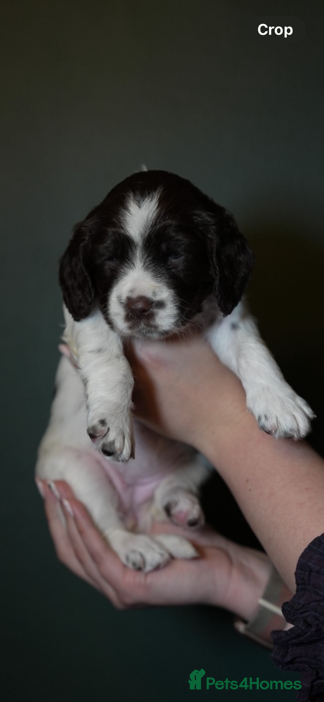 Cocker Spaniel dogs for sale: KC Registered Working Cocker Spaniel Puppies  - Advert 38