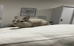 Lionhead rabbits for sale: Rabbits to new family - Advert 1