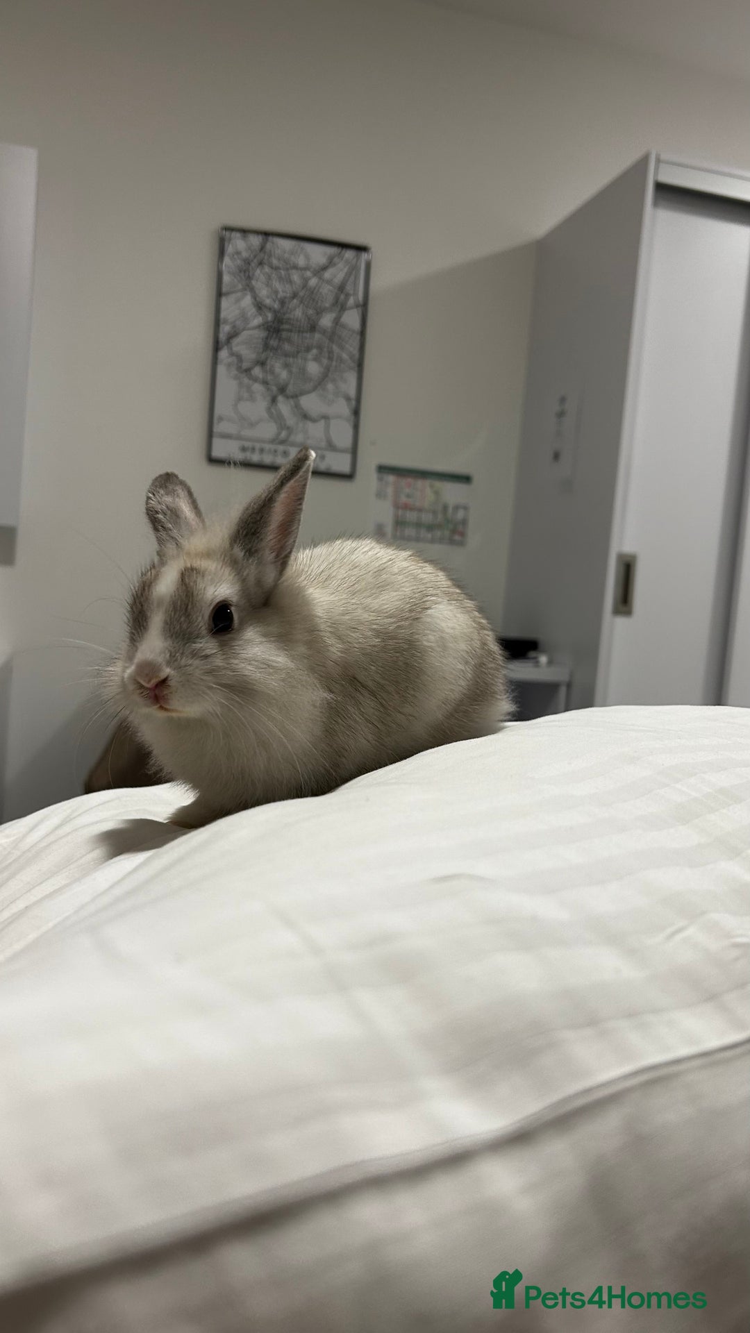 Lionhead rabbits for sale: Rabbits to new family - Advert 1