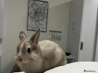 Lionhead rabbits Rabbits to new family - Advert 1