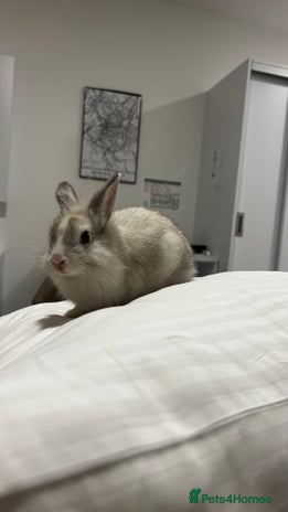 Lionhead rabbits Rabbits to new family - Advert 1