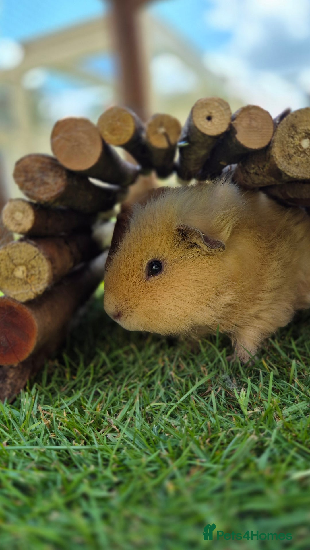 Guinea Pig rodents for sale: John & Casey bonded brothers - Image 4