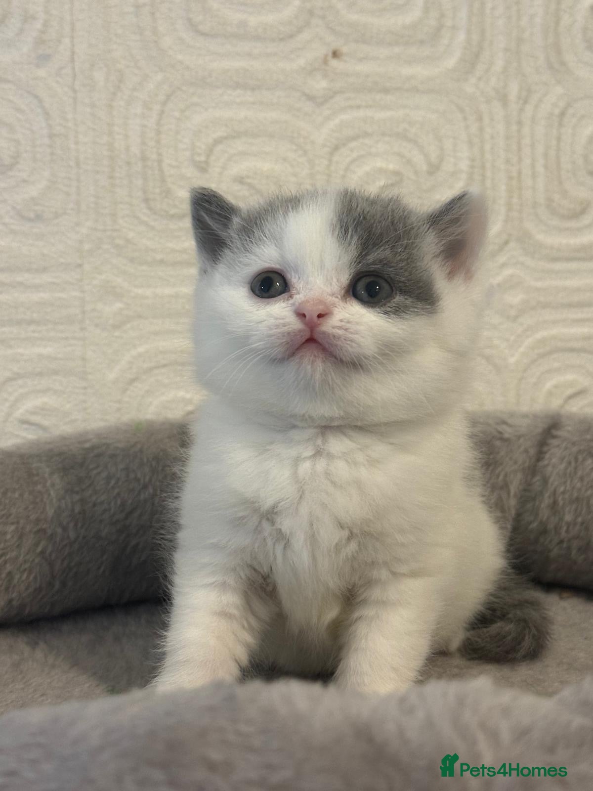 British Shorthair cats Beautiful bi colored British shorthair girl - Advert 1