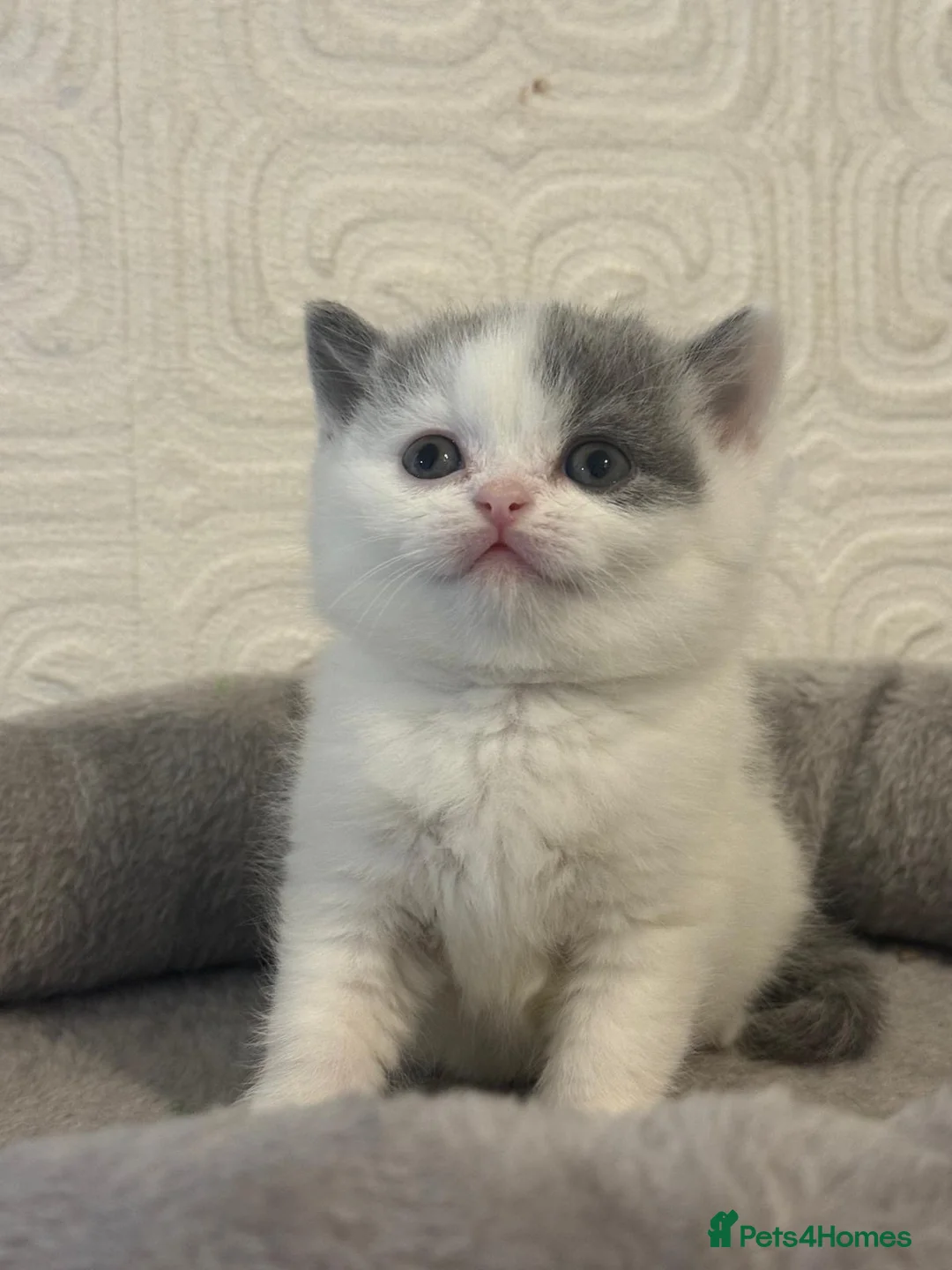 British Shorthair cats for sale: Beautiful bi colored British shorthair girl in Birmingham - Advert 1