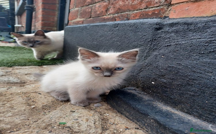 Ragdoll cats - Advert 12