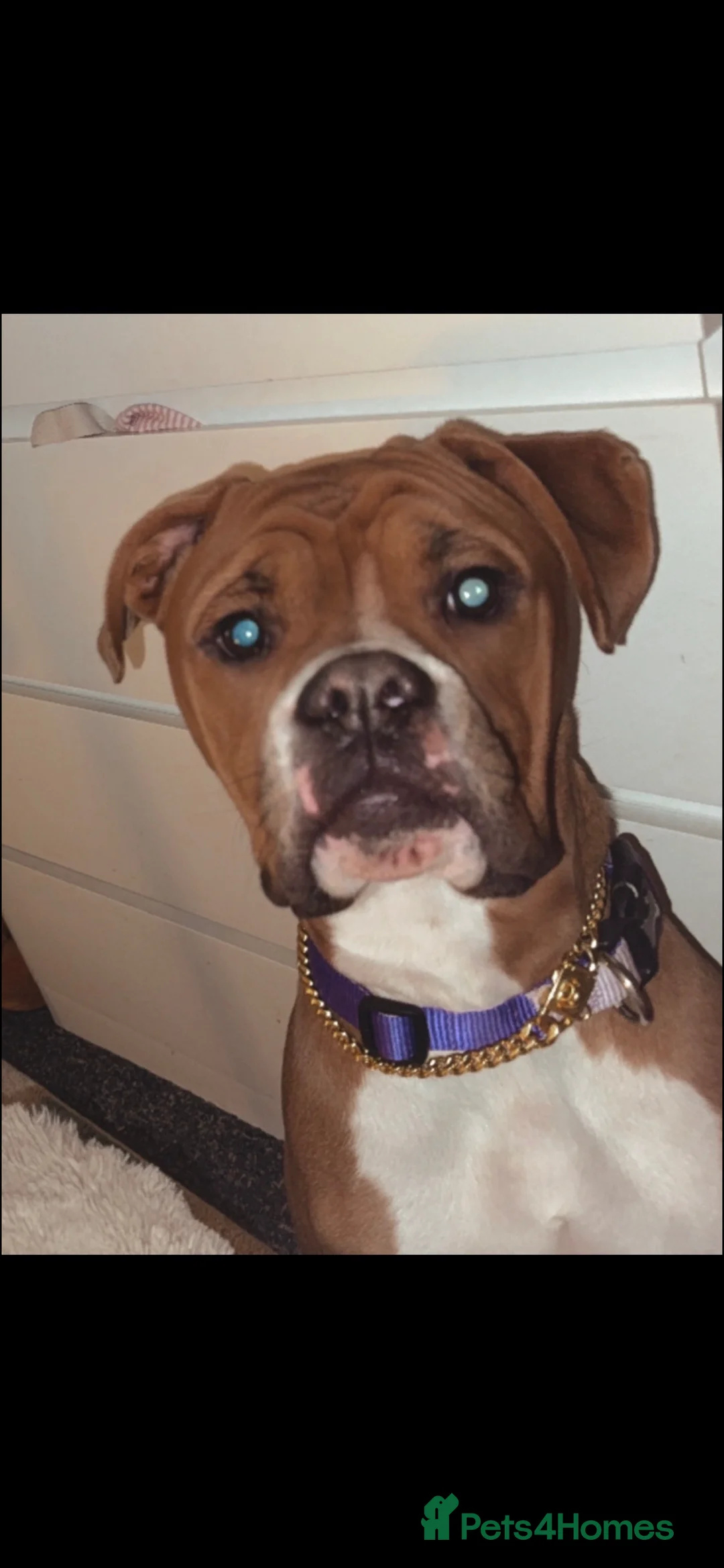 Boxer dogs for sale: George   in Sheffield - Advert 2