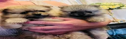 Pomeranian dogs for sale: Stunning Pomeranian puppys - Advert 9