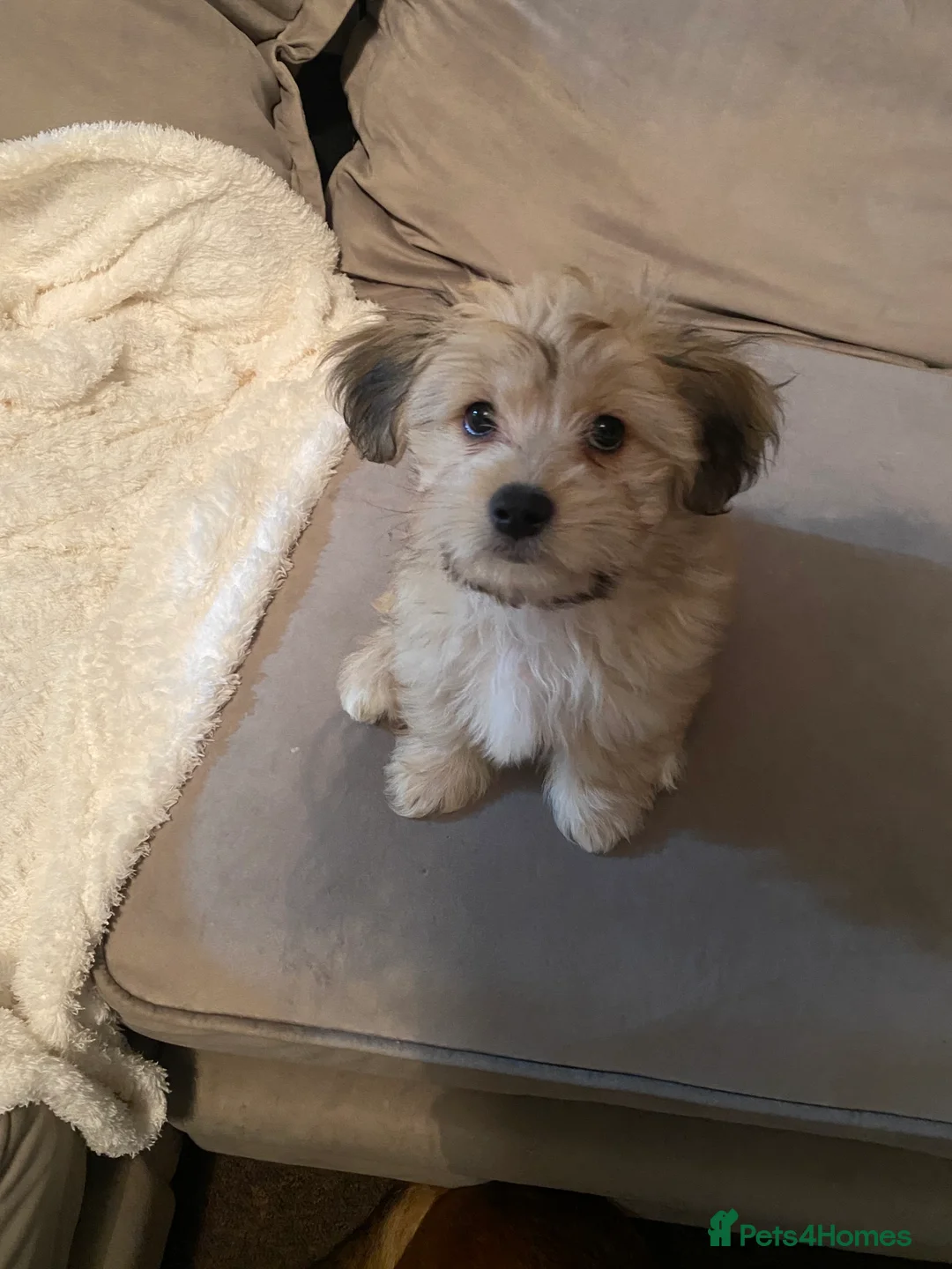 Mixed Breed dogs for sale: Ready to go! Unique mix - Maltese x JackChi Pups - Advert 23