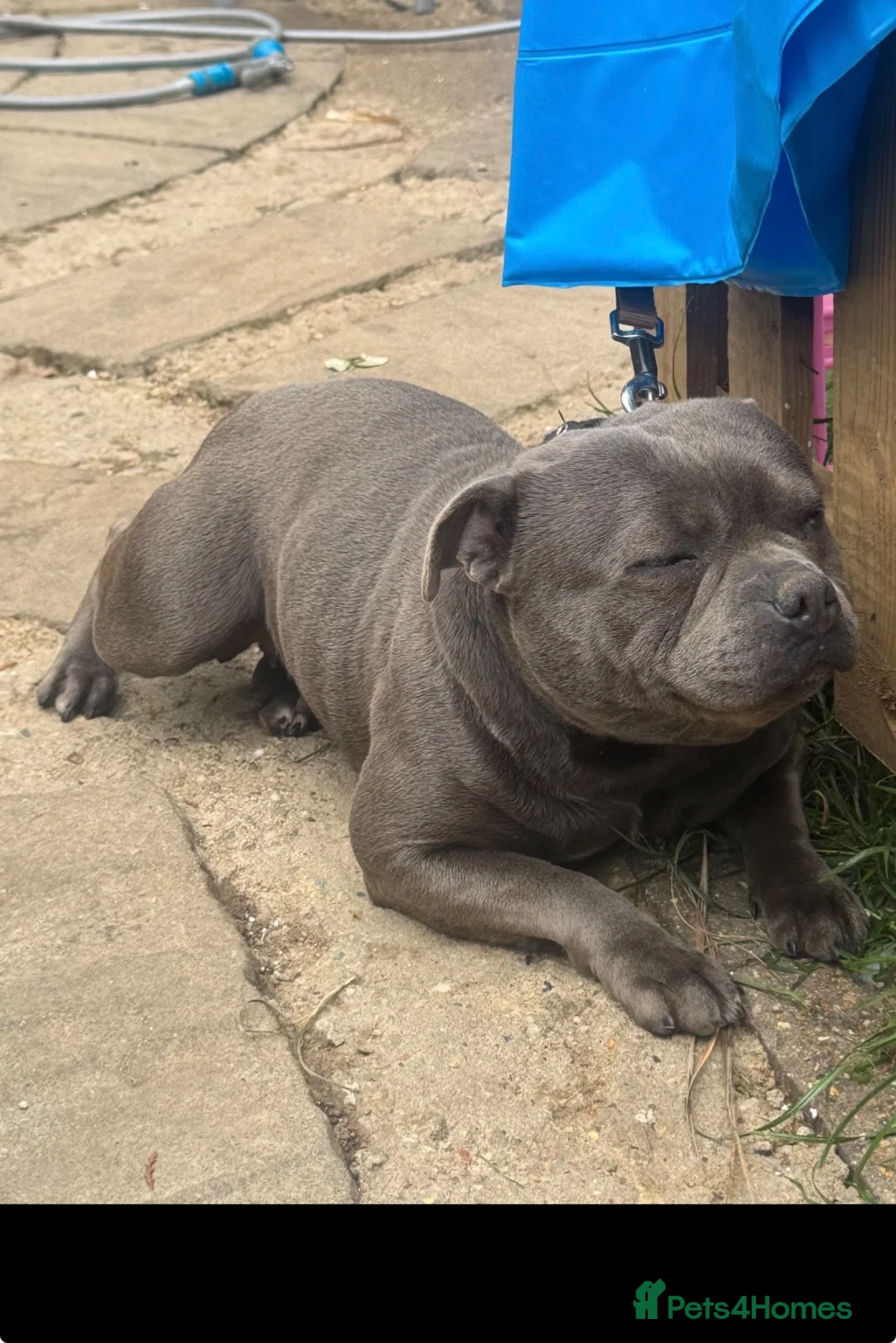 Staffordshire Bull Terrier dogs for sale: 3 year old blue female  - Advert 10