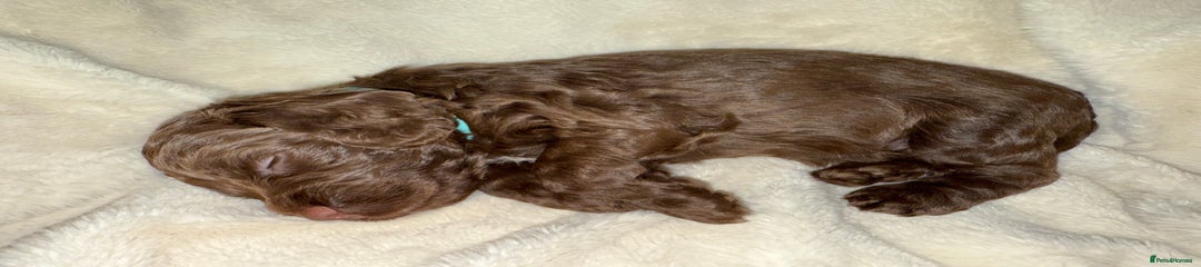 Cockapoo Puppy 6