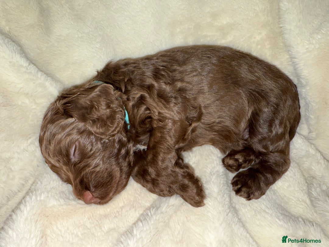 Cockapoo dogs for sale: F1 Cockapoo puppies  - Image 28