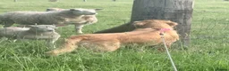 Golden Retriever dogs for sale: Absolutely adorable  golden retriever puppies  in Leighton Buzzard - Advert 8