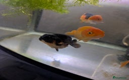 Fancy Goldfish fish for sale: 5 ranchu 1 fantail goldfish  - Image 2