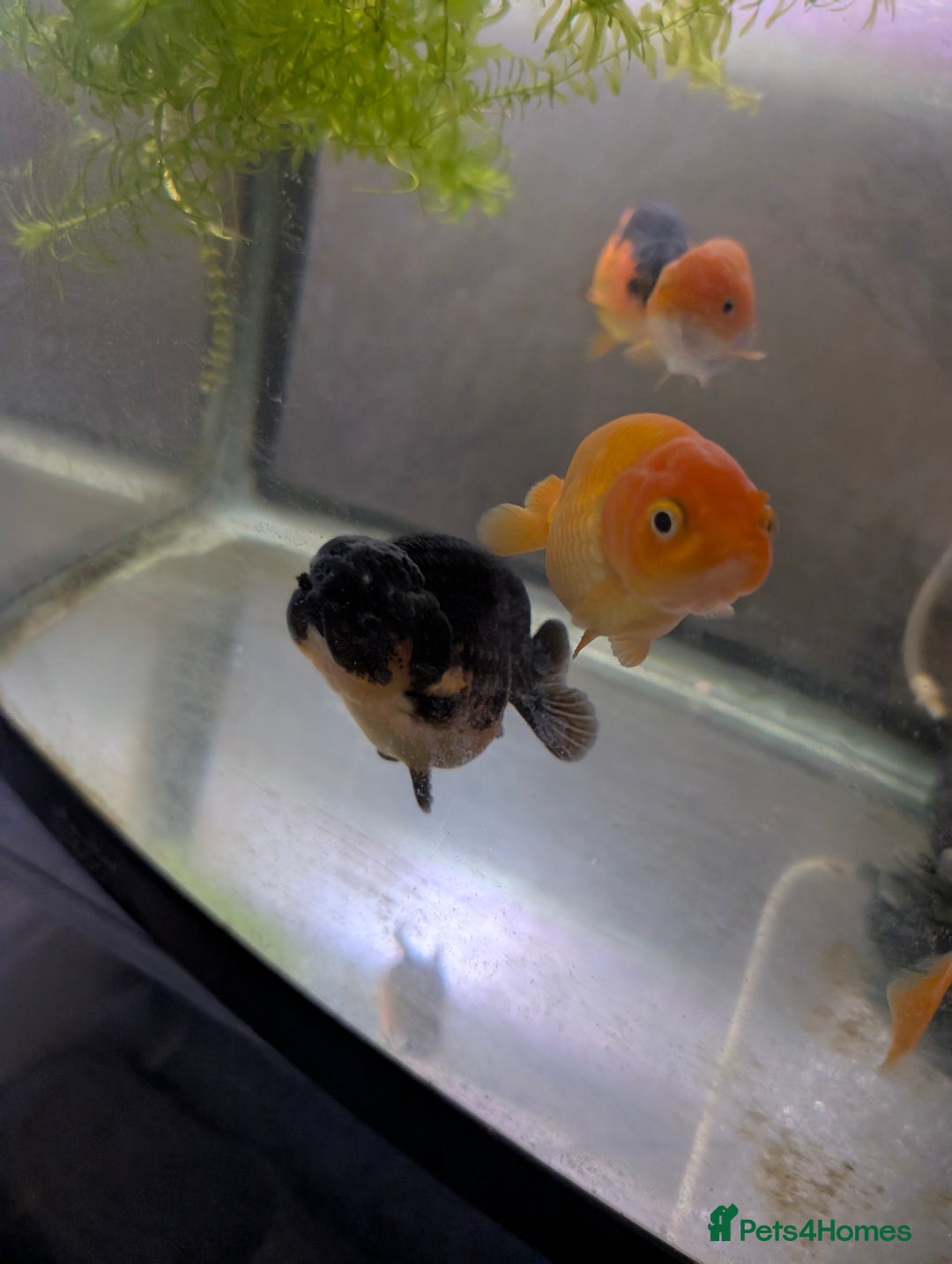 Fancy Goldfish fish for sale: 5 ranchu 1 fantail goldfish  - Image 2