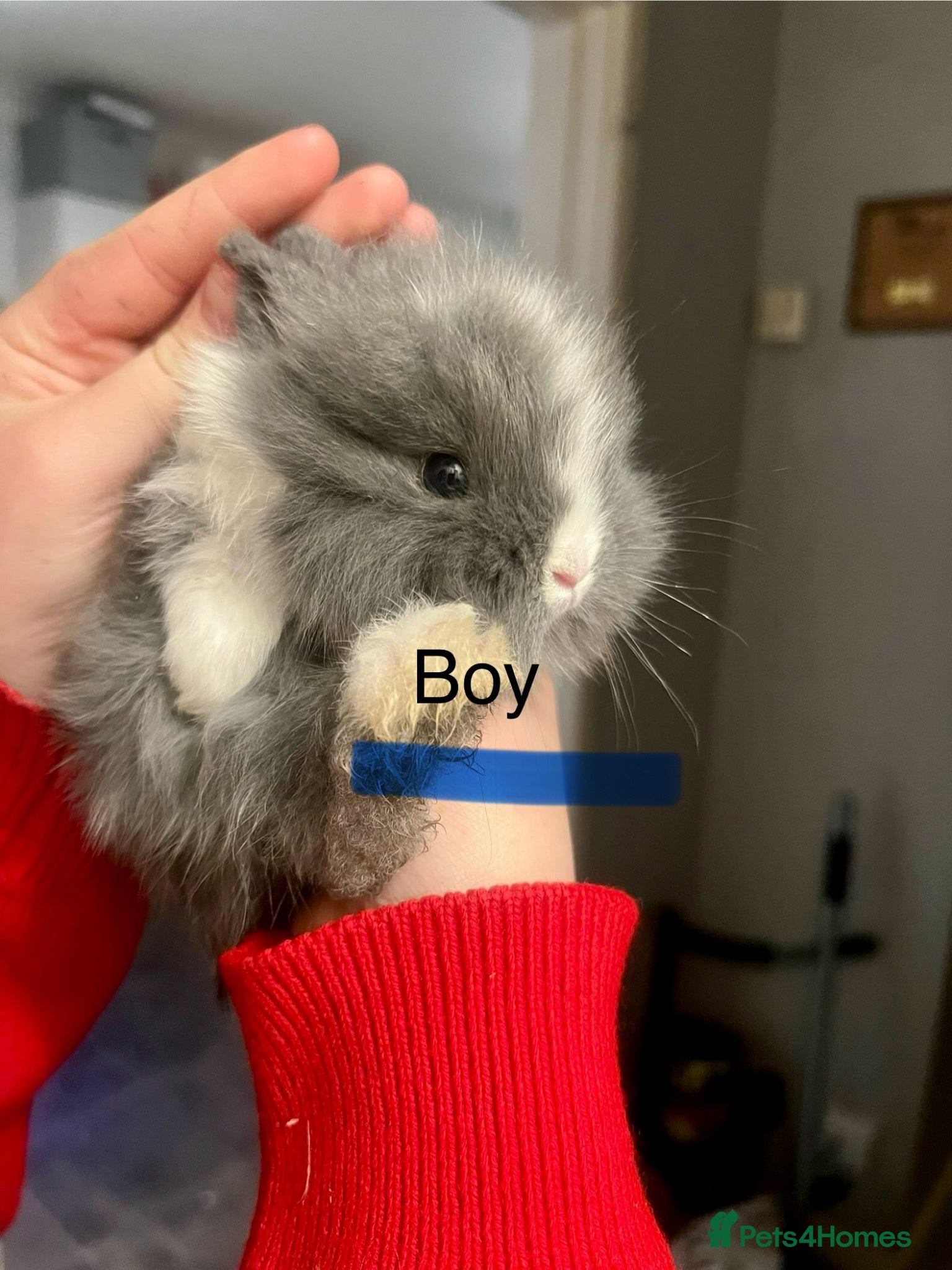 Lionhead rabbits  READY IN 4 weeks Bouncing double lionhead bunnies - Advert 13