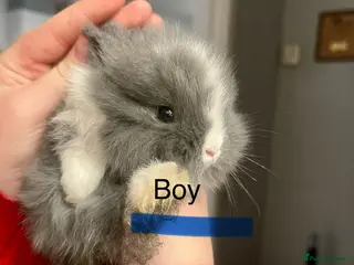 Lionhead rabbits READY IN 4 weeks Bouncing double lionhead bunnies - Advert 13