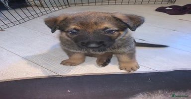 Mixed Breed dogs - Advert 6