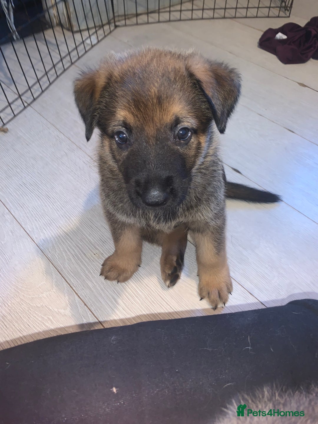 Mixed Breed dogs for sale: german czech shepherd / belgian malinois - Image 2