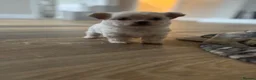 Mixed Breed dogs for sale: Bichon frise x chihuahua  - Advert 6