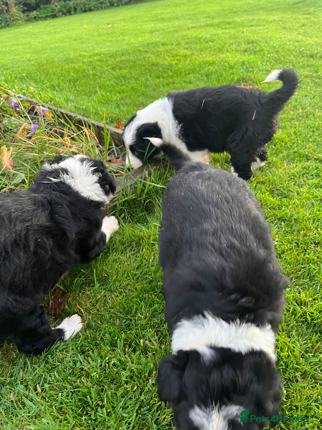 Bearded Collie dogs for sale: Six beautiful Beardie puppies for sale - Image 1