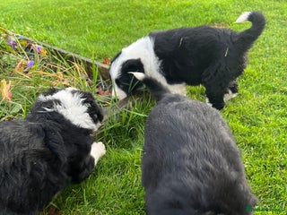 Bearded Collie dogs - Advert 3