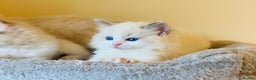 Ragdoll cats for sale: Pure Stunning Ragdoll Kittens - Advert 11
