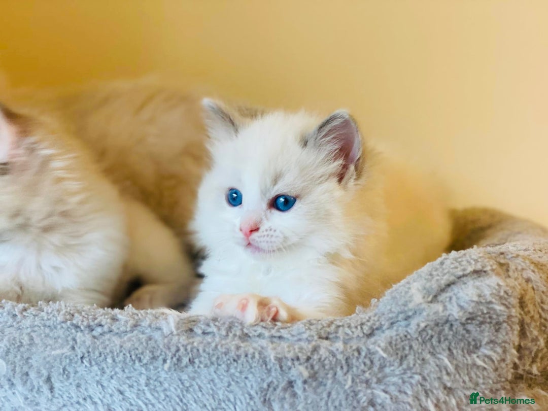 Ragdoll cats for sale: Pure Stunning Ragdoll Kittens - Advert 11