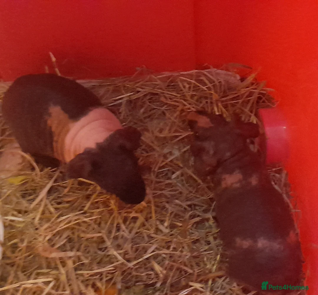 Guinea Pig rodents for sale:   skinny pigs - Advert 2
