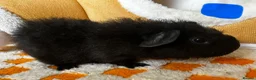 Guinea Pig rodents for sale: Baby Male & Female Guinea Pigs - Advert 6