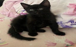 Mixed Breed cats for sale: Lovely sweet girls🥰 - Image 4