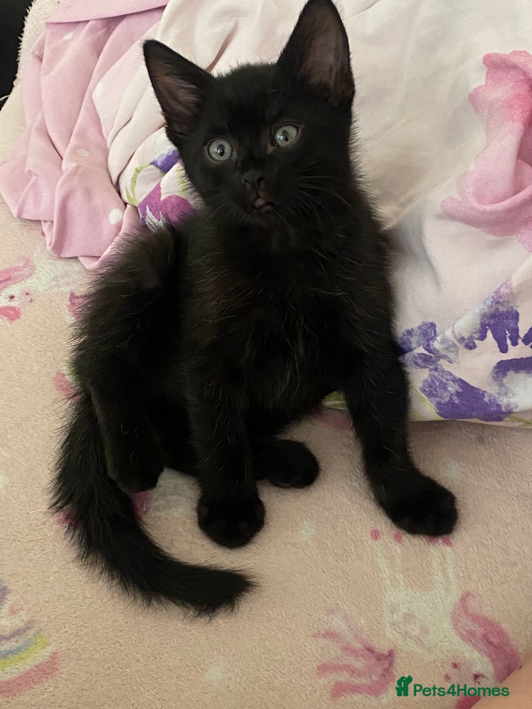 Mixed Breed cats for sale: Lovely sweet girls🥰 - Image 4