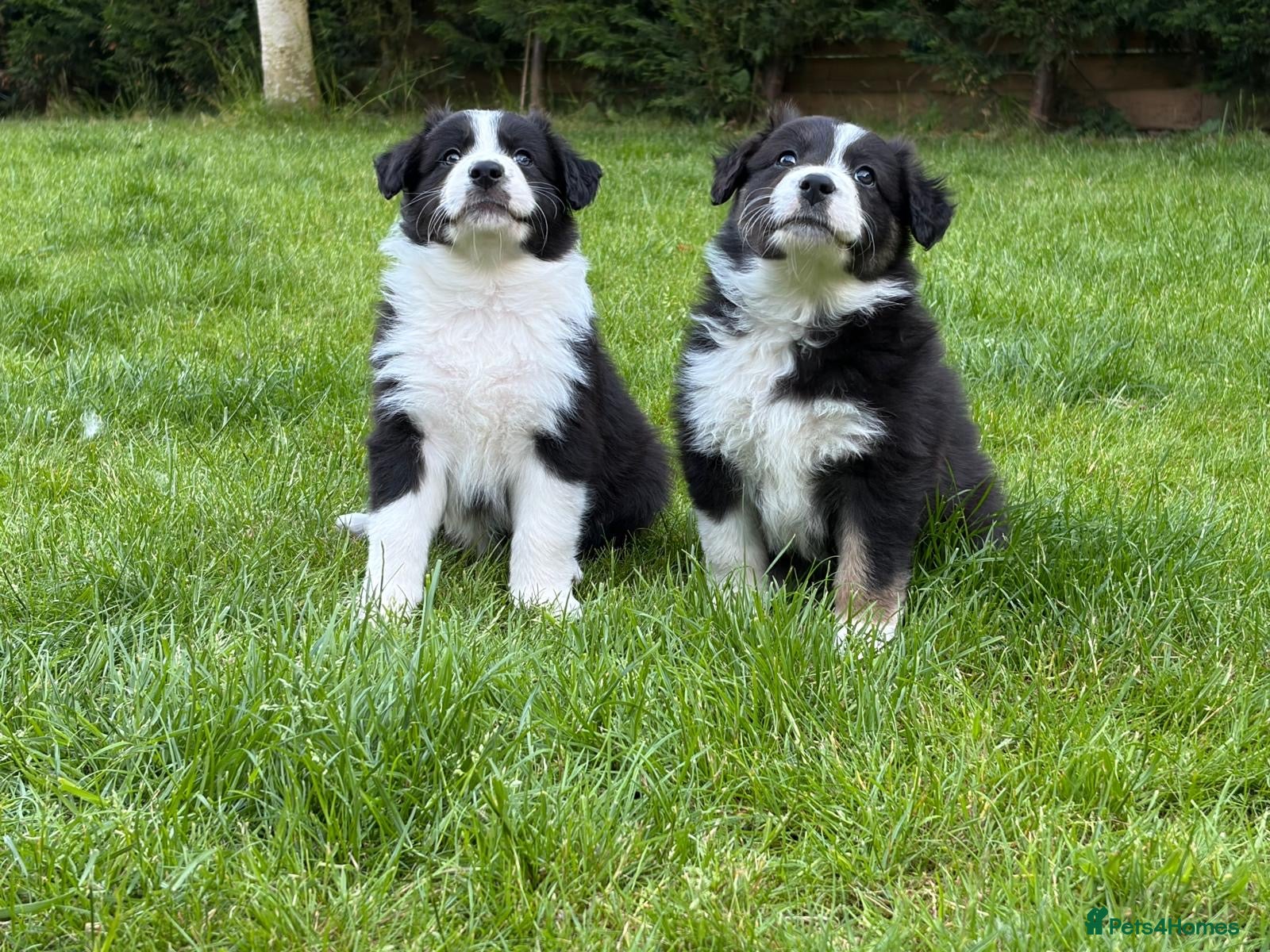 Mixed Breed dogs ✨ Beautiful Border Aussie Puppies ✨ - Advert 2