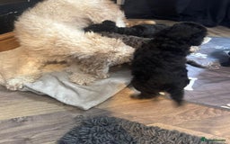 Cockapoo dogs for sale: F1 Cockapoo Puppies. - Image 10