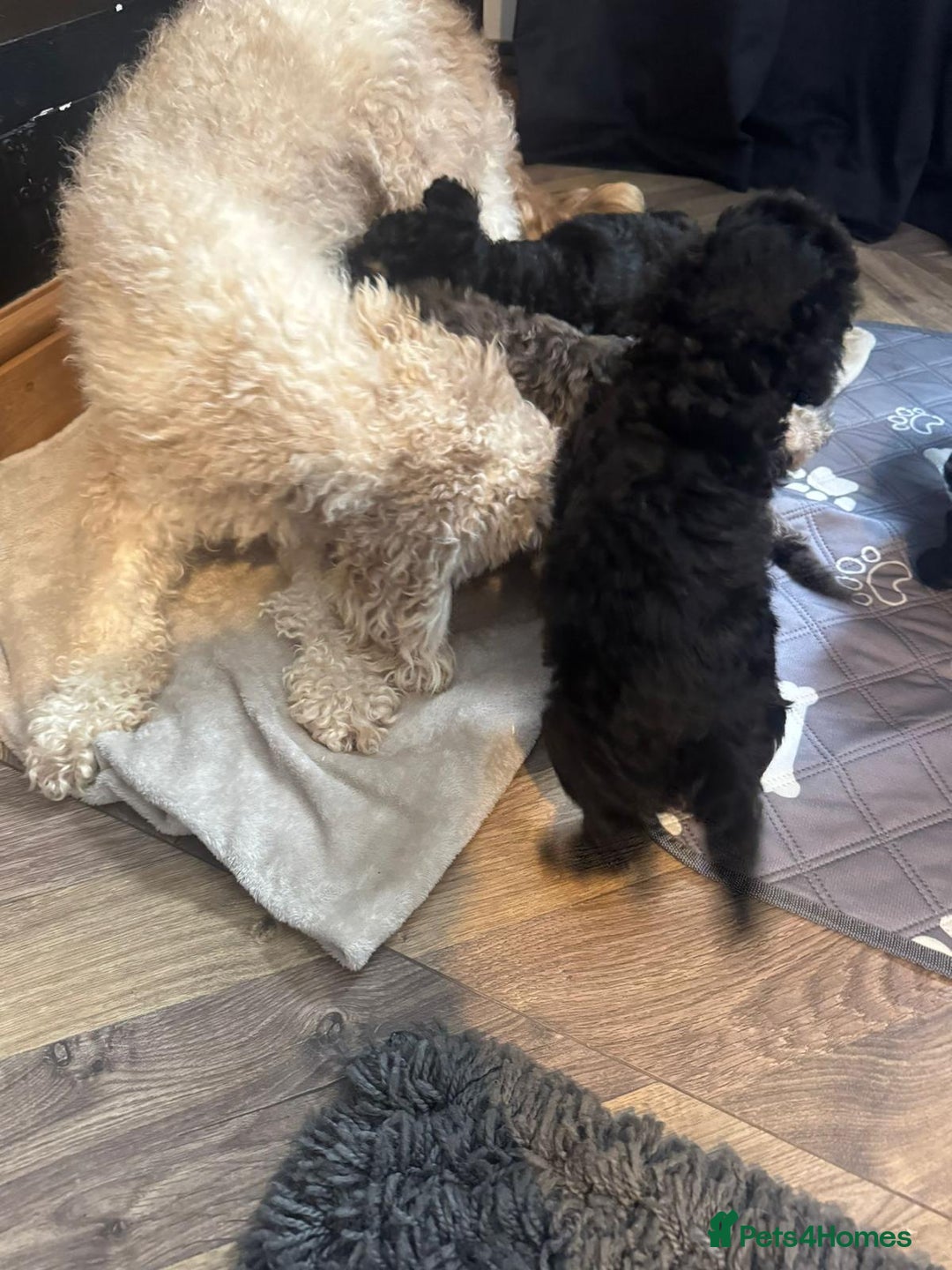 Cockapoo dogs for sale: F1 Cockapoo Puppies. - Image 10