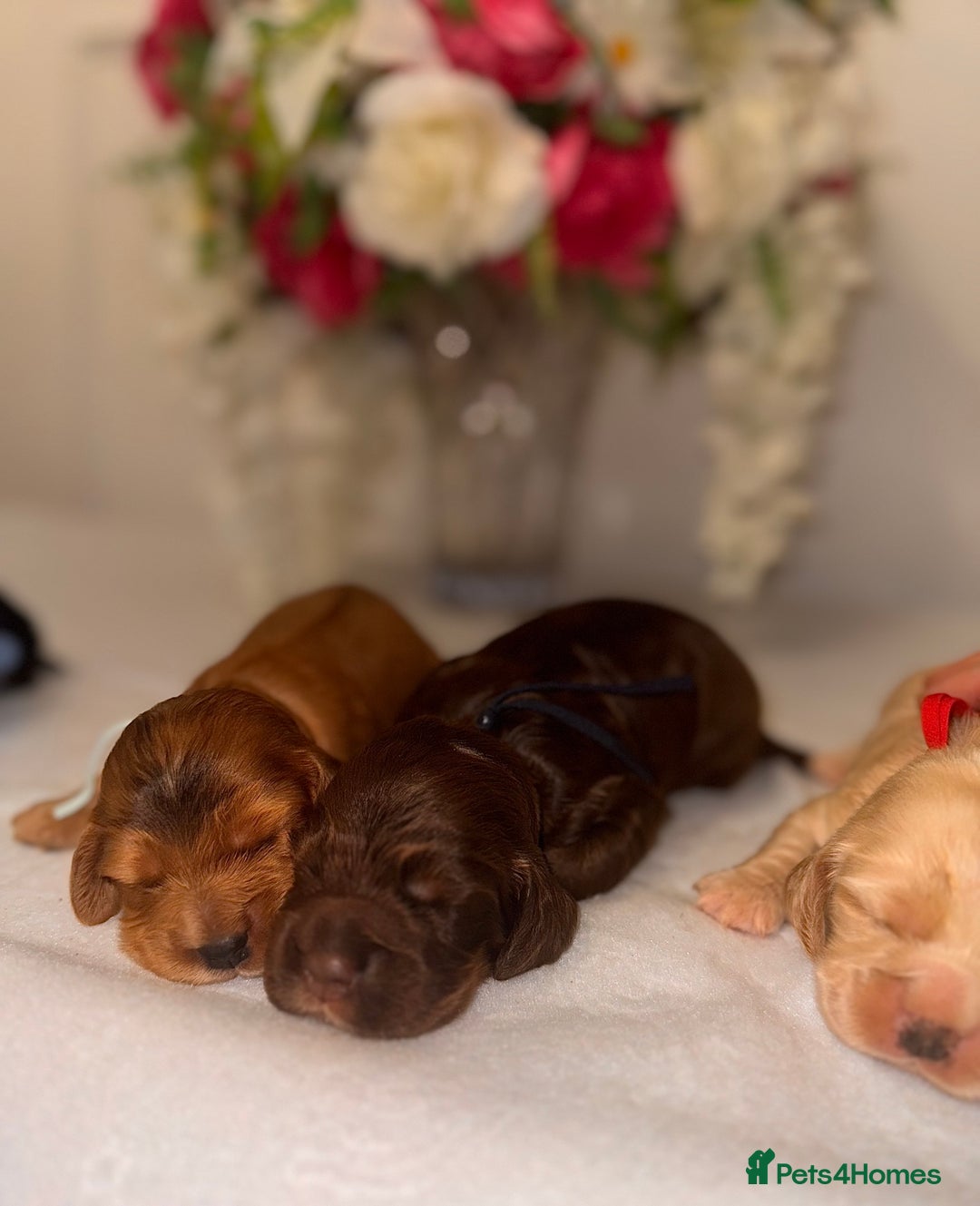 Cocker Spaniel dogs for sale: 🐶🐾beautiful show cocker spaniel puppy’s 🐶🐾 - Image 11