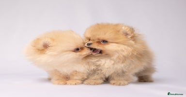 Pomeranian dogs - Advert 13