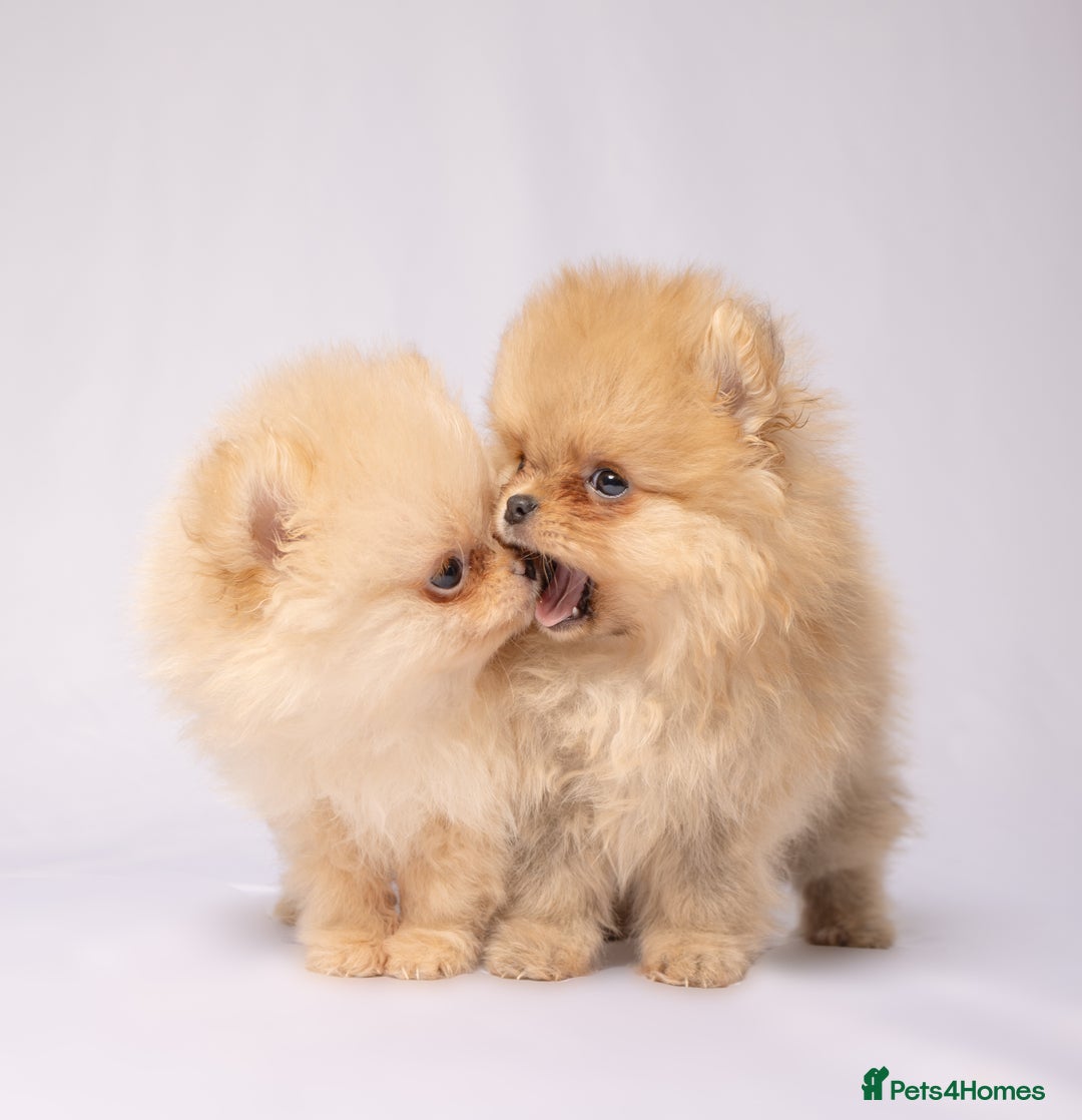 Pomeranian dogs for sale: True to type Pomeranian Puppies  - Image 3