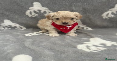 Maltipoo dogs - Advert 10