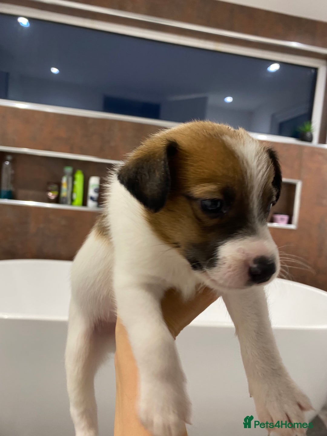 Jack Russell dogs for sale: 3 gorgeous jack Russell boys  - Advert 12