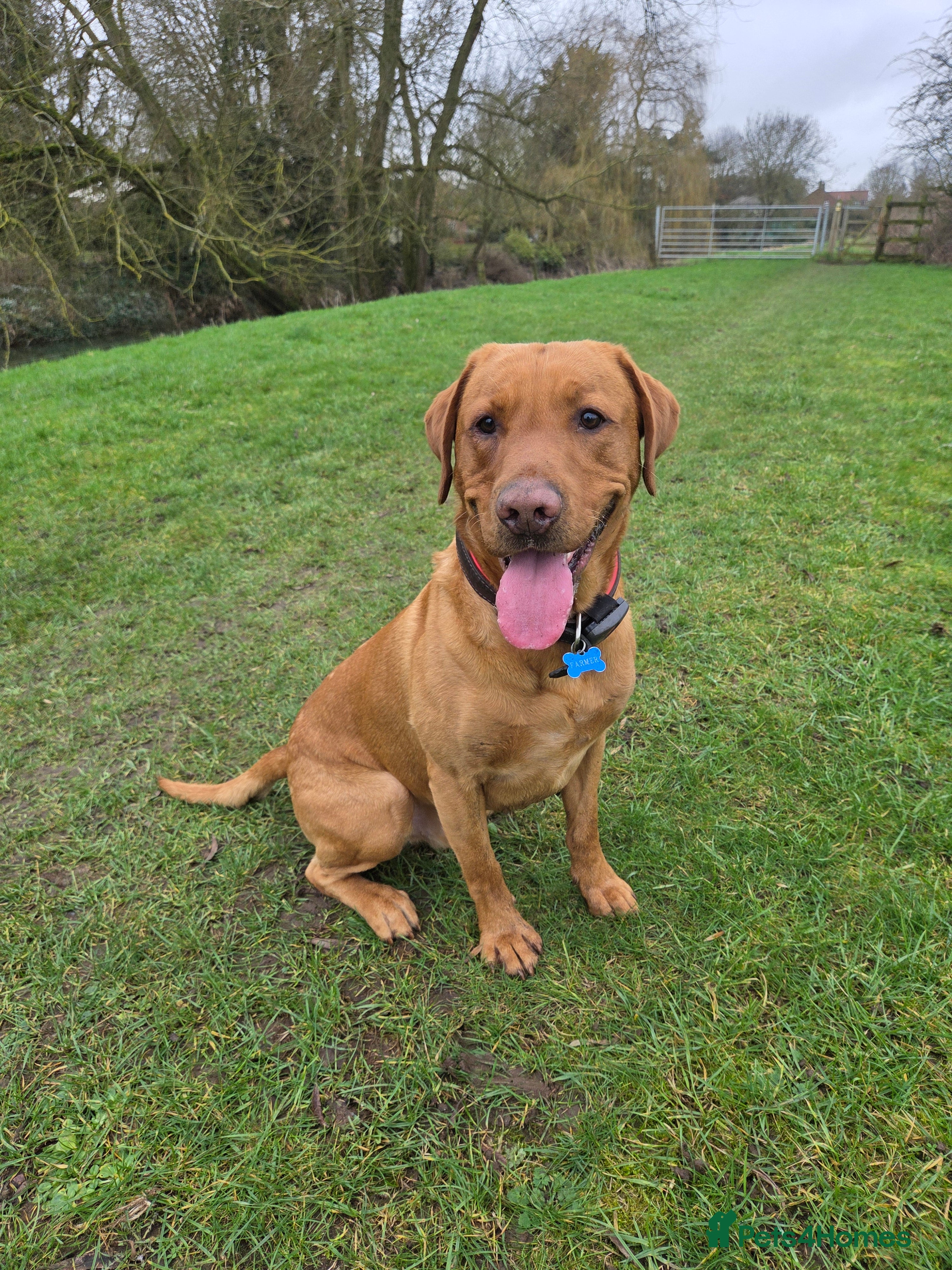 Labrador Retriever dogs 2 year old labrador  in Woodhall Spa - Advert 1