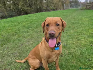 Labrador Retriever dogs 2 year old labrador in Woodhall Spa - Advert 2