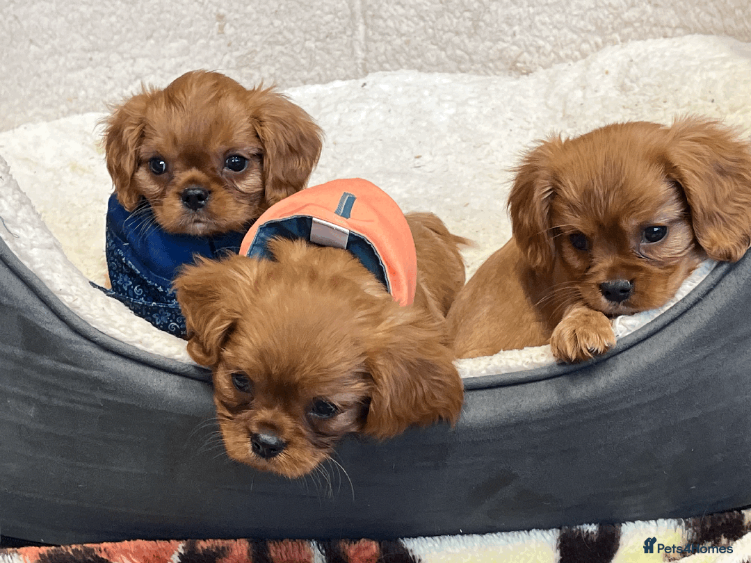 Cavalier King Charles Spaniel dogs for sale: Ruby Red Cavalier puppies ready for new homes ❤️ - Image 13
