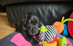 Newfoundland dogs for sale: Outstanding Newfoundland babies  - Image 11