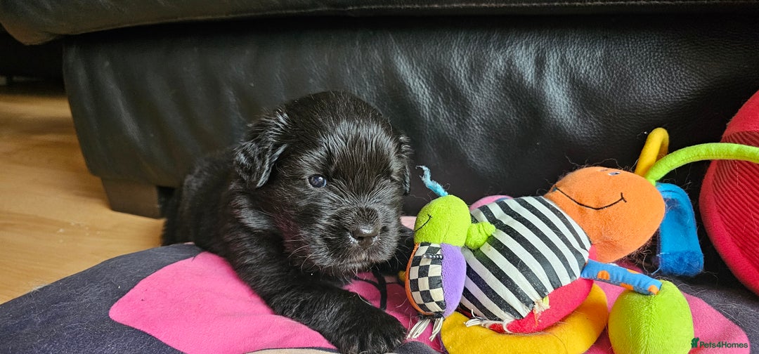 Newfoundland dogs for sale: Outstanding Newfoundland babies  - Image 11